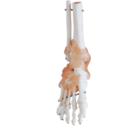 Skelettfot med ligament, anatomisk, 20 cm höjd