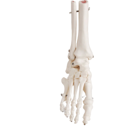 Skelettfot, fotled, 20 cm höjd, på piedestal